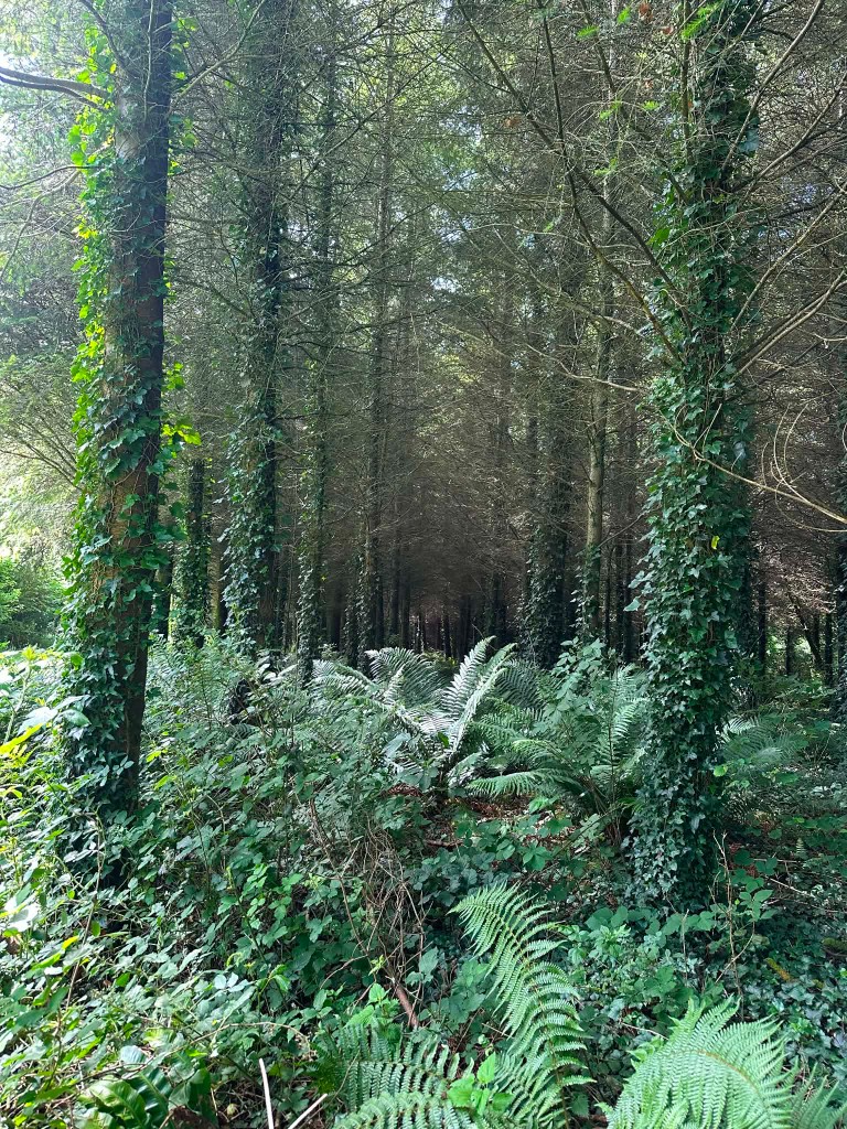 Forêt et sous-bois en Bretagne — passion du bois, artisan menuisier-charpentier à Gourin